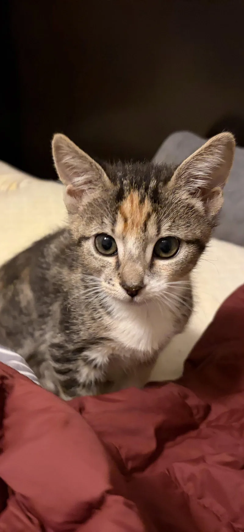 Zilla thumbnail 3