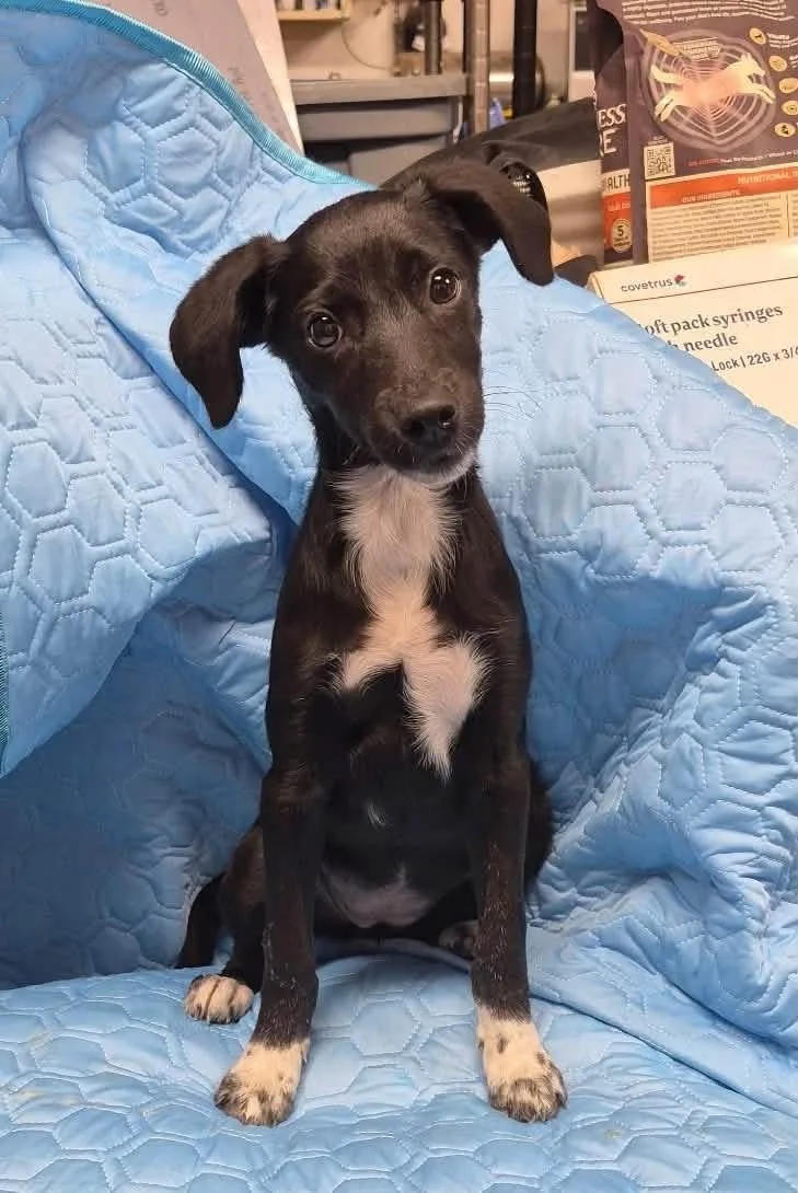 A baby medium-sized female Mixed Breed dog named Belle for adoption in Lexington, KY