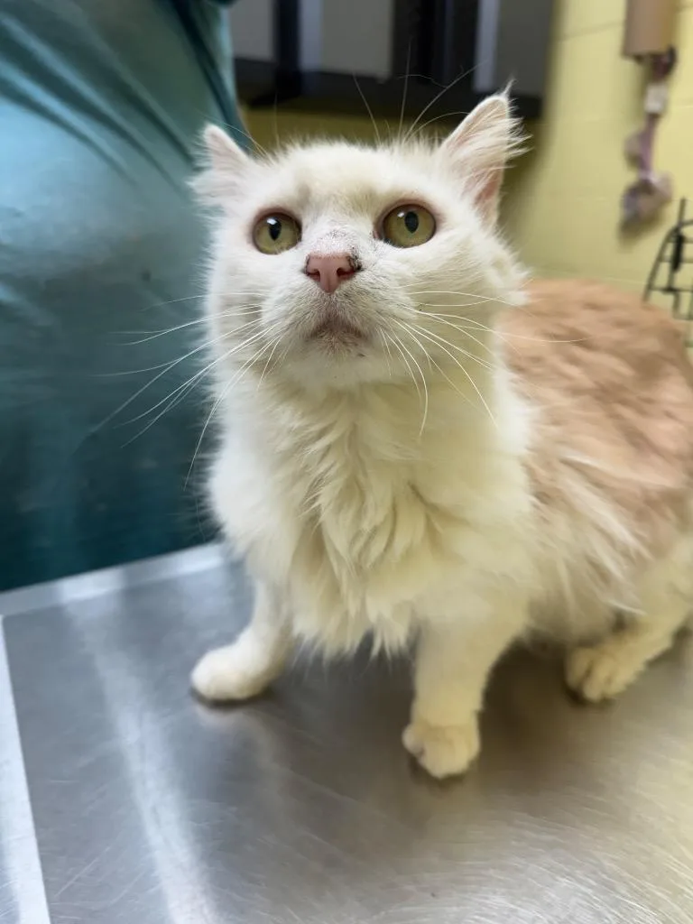 An adult medium-sized female Domestic Short Hair cat named Buffy for adoption in Crossville, TN