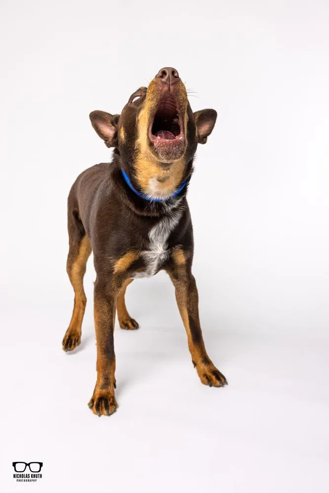 Pedro Francisco thumbnail 3