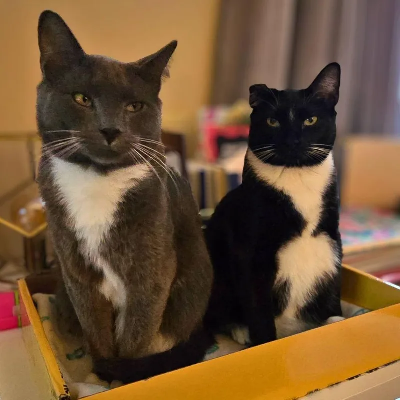 Steven  Van thumbnail 4