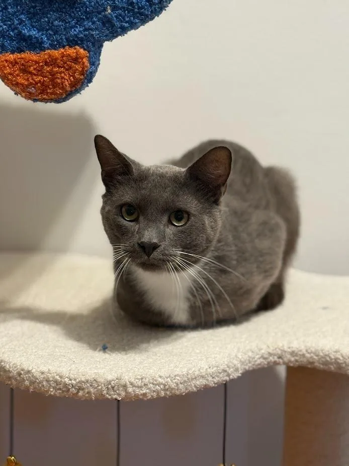 Steven  Van thumbnail 5