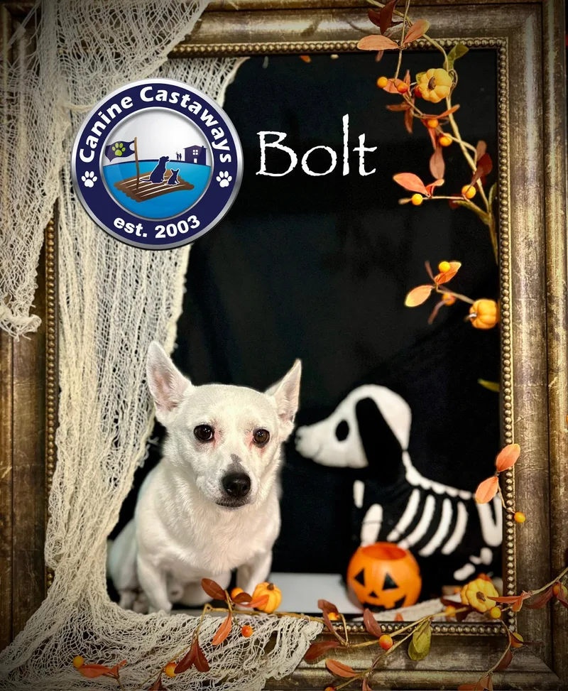 Bolt thumbnail 4