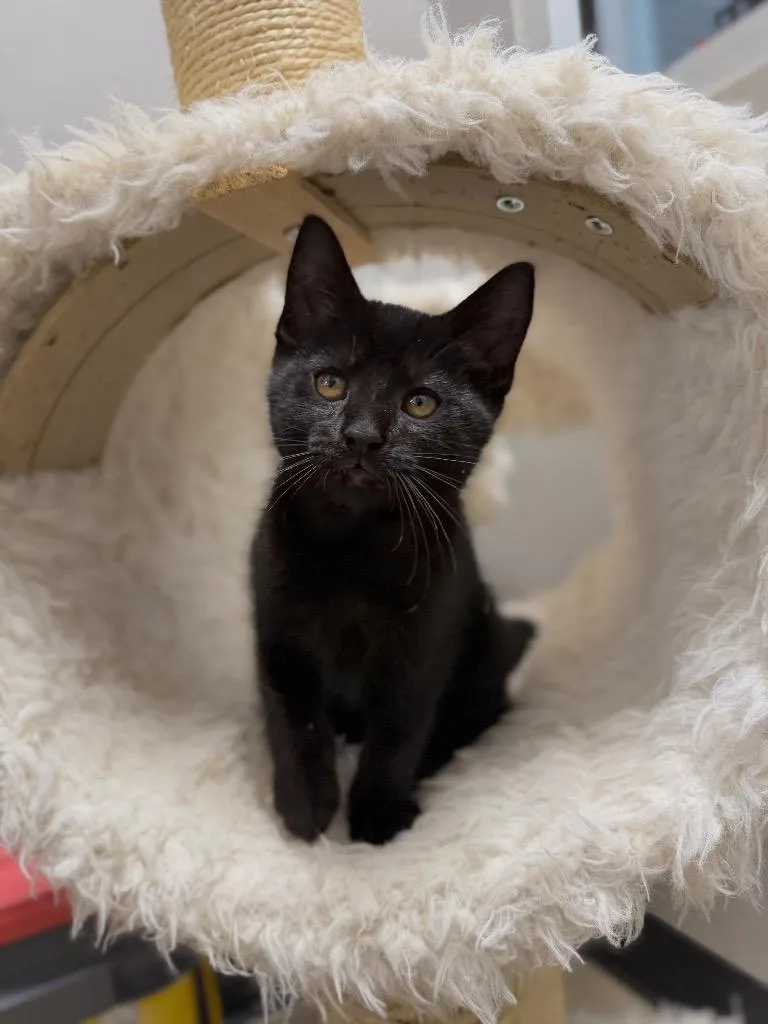 A baby small-sized male Domestic Short Hair cat named Pharaoh for adoption in Pierceton, IN