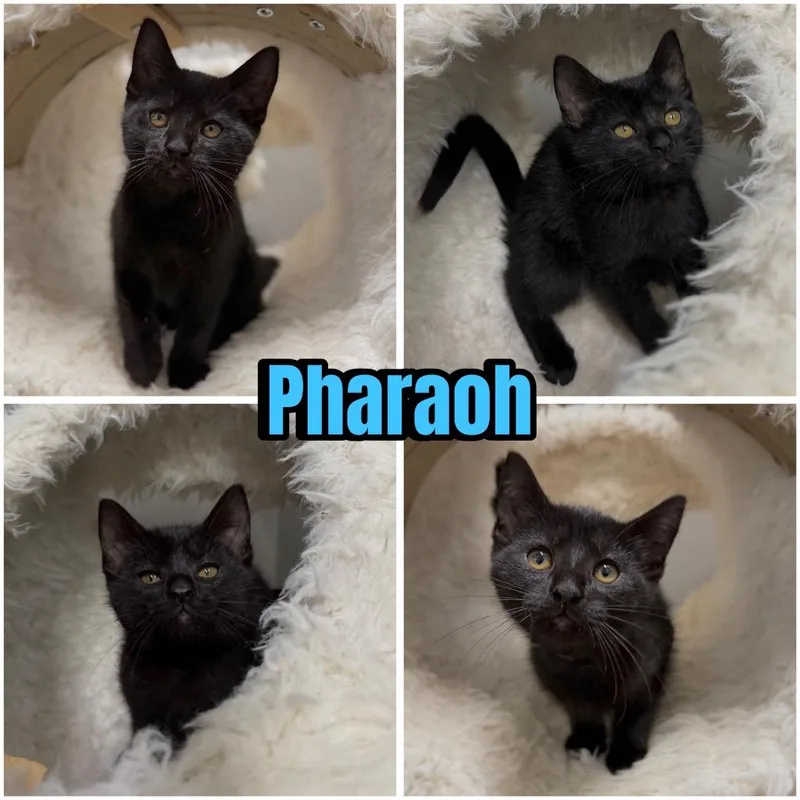 Pharaoh thumbnail 2