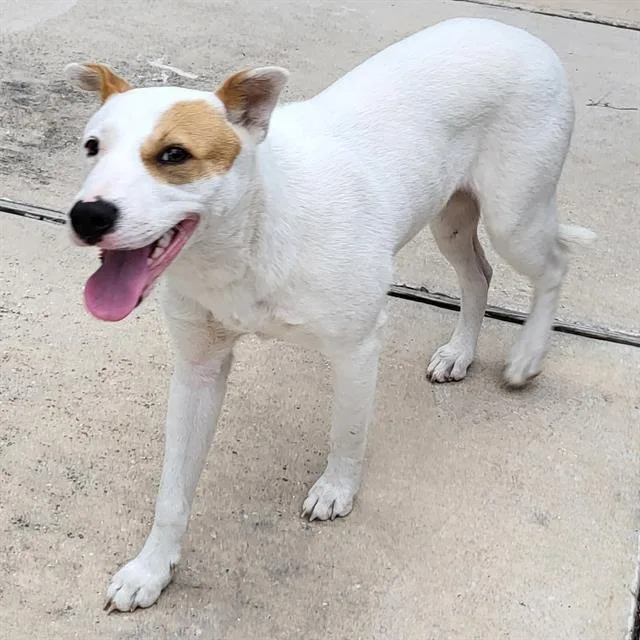 A young medium-sized female Terrier dog named Patches for adoption in San Antonio, TX