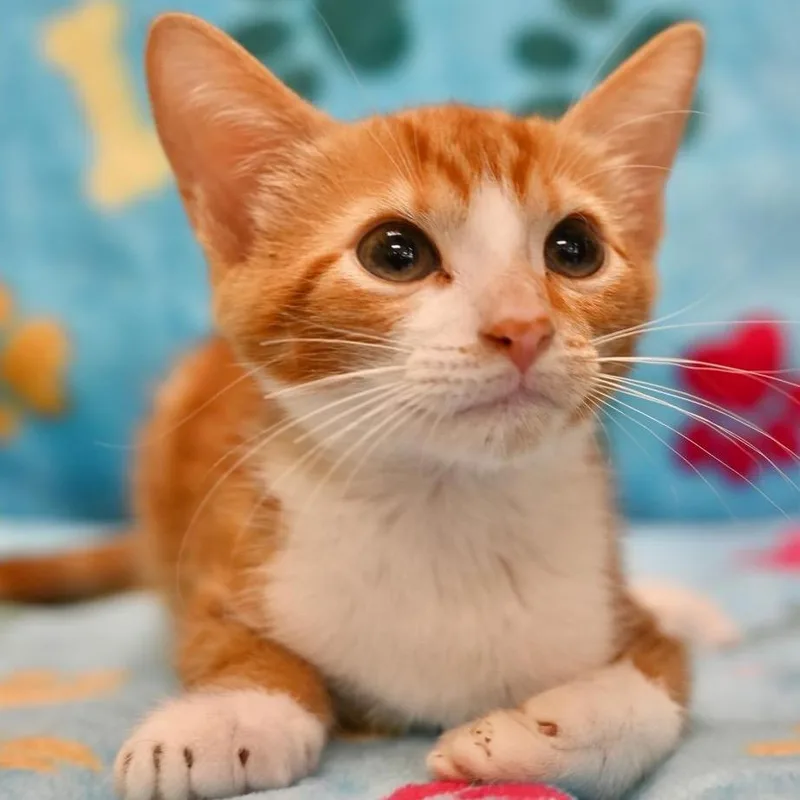 A baby medium-sized male American Shorthair cat named Captain for adoption in miami, FL