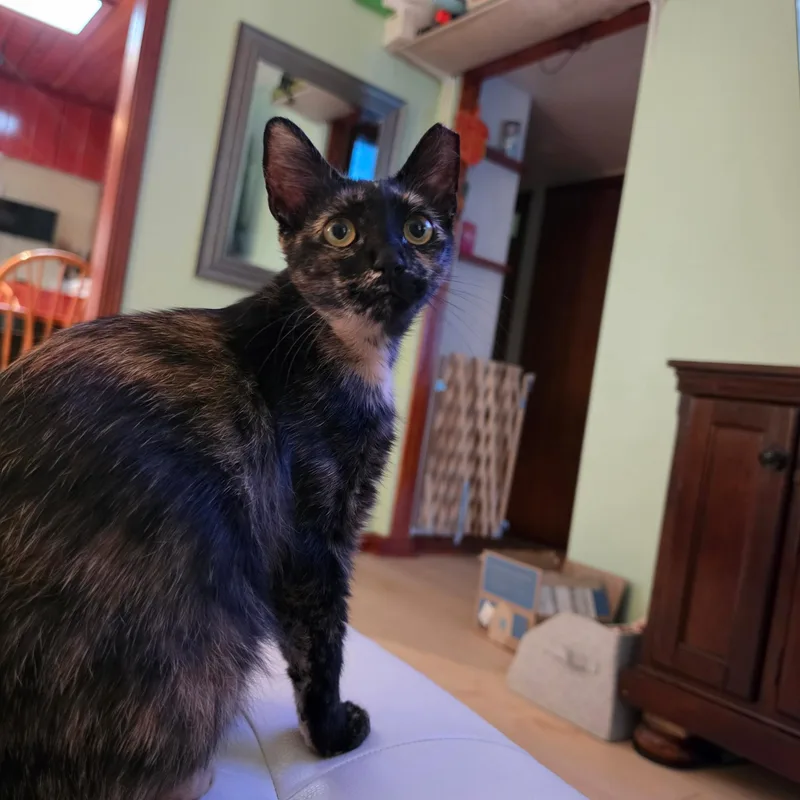 A young medium-sized female Tortoiseshell Domestic Short Hair cat named Lady Girl for adoption in Jacksonville, FL