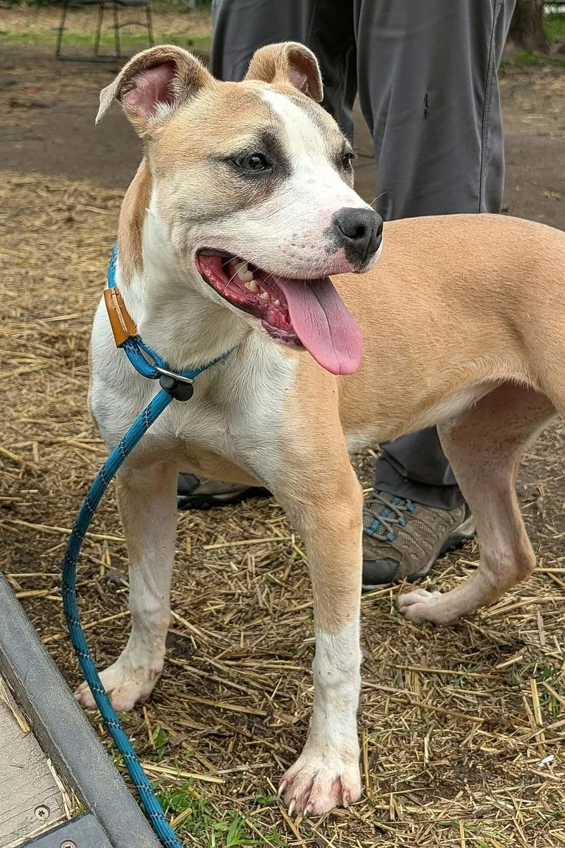 A young medium-sized female Yellow / Tan / Blond / Fawn Pit Bull Terrier dog named Parachute for adoption in Chicago, IL