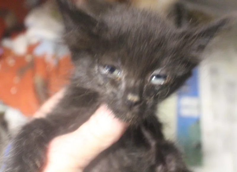 A young medium-sized female Black American Shorthair cat named Cedar for adoption in Wasco, CA