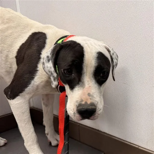 A young large-sized female Pit Bull Terrier dog named Florentina for adoption in Tucson, AZ