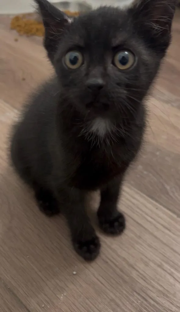 A baby small-sized female Domestic Medium Hair cat named Valkyrie for adoption in Darien, GA