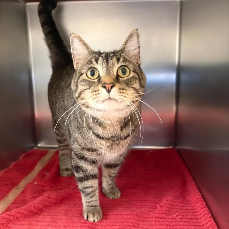 An adult large-sized male Brown / Chocolate Domestic Short Hair cat named Chungus for adoption in Council Bluffs, IA