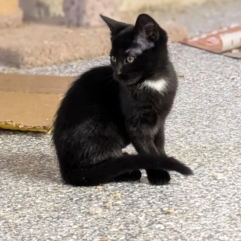 A baby small-sized female Black Domestic Short Hair cat named Rinky Ro for adoption in Eaton Rapids, MI