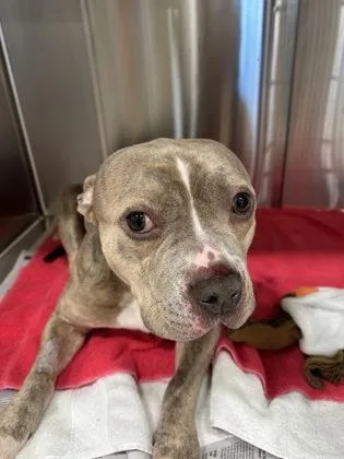 An adult medium-sized male Pit Bull Terrier dog named Terry for adoption in Atlanta, GA