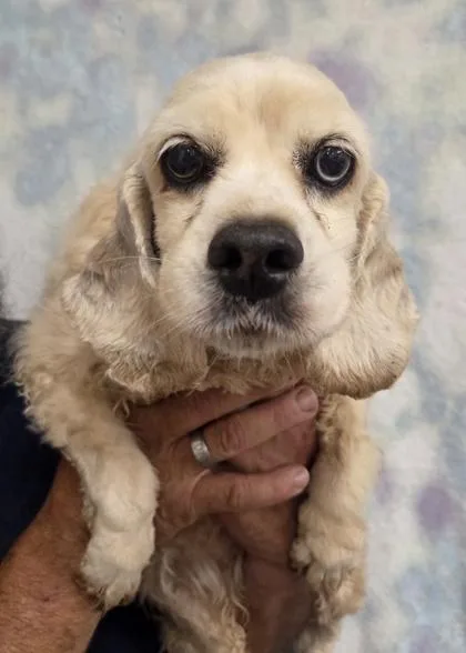 An adult small-sized female Cocker Spaniel dog named Shyanne for adoption in Malvern, PA