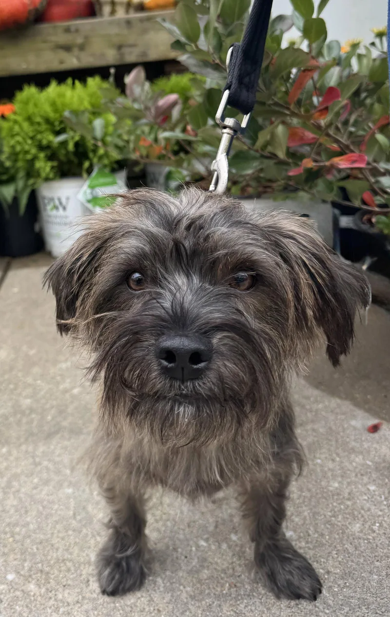 A young small-sized male Cairn Terrier dog named Hair Gel for adoption in Columbia, MD