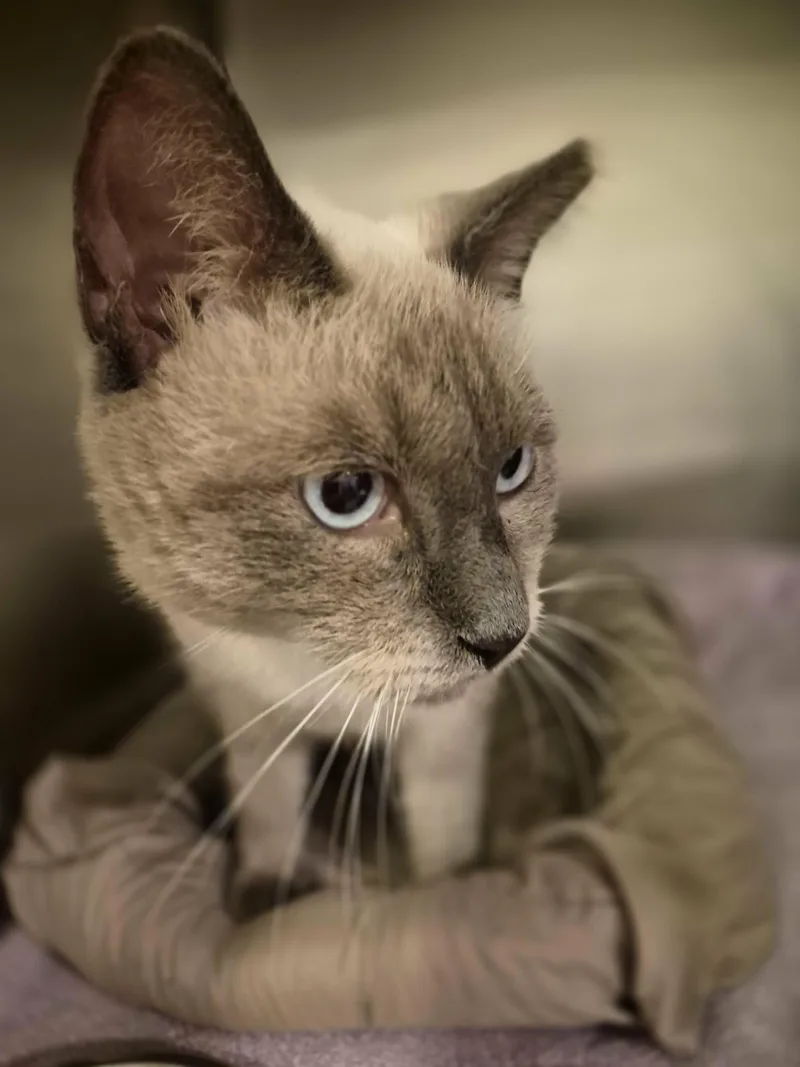 A young medium-sized male Siamese cat named Tippy for adoption in West Palm Beach, FL