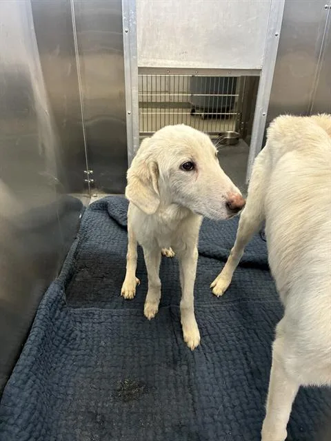 A young extra large-sized male Mixed Breed dog named Cody for adoption in Dallas, TX