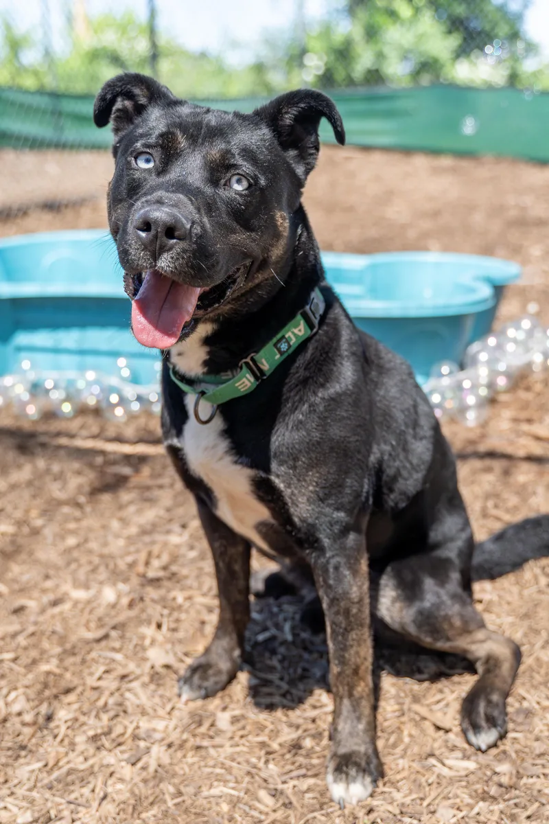 An adult large-sized male Black Siberian Husky dog named Taz for adoption in Dillsburg, PA