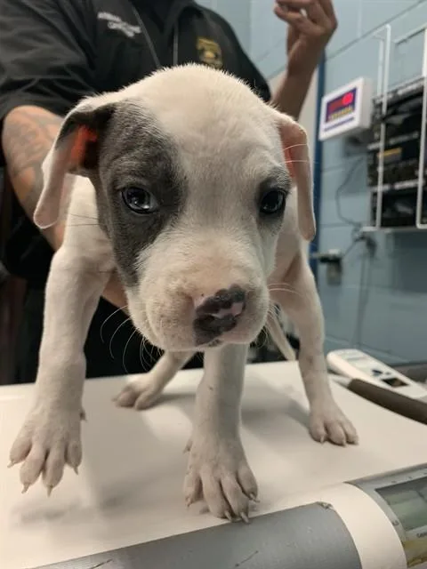 A baby small-sized female Pit Bull Terrier dog named Bravo for adoption in Corpus Christi, TX
