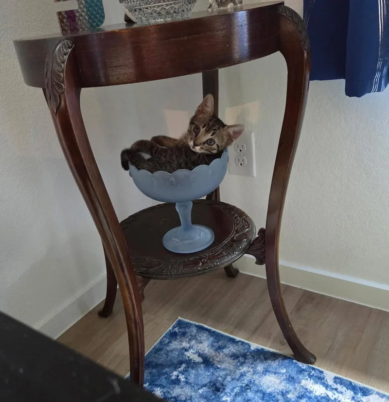 A baby medium-sized male Domestic Short Hair cat named Kyle for adoption in Rosenberg, TX