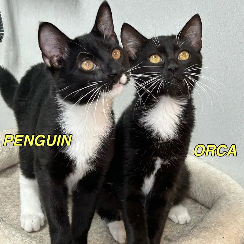 Orca thumbnail 3