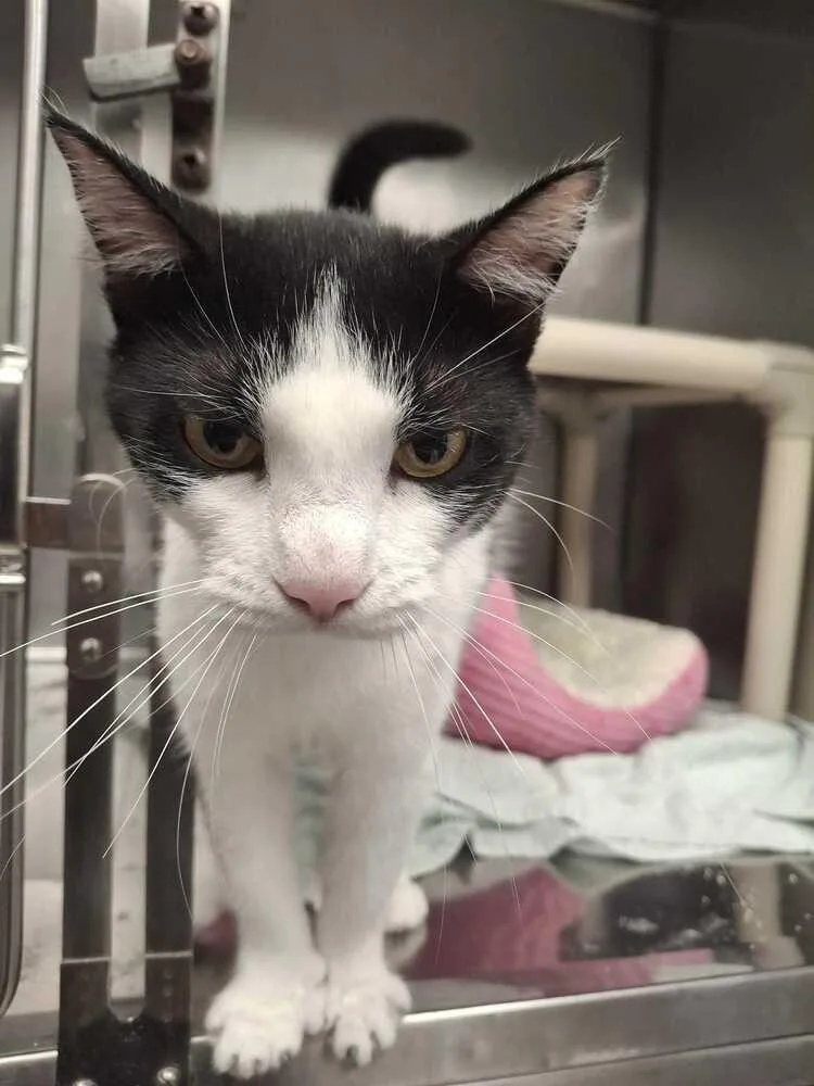 An adult medium-sized female Black & White / Tuxedo Domestic Short Hair cat named Nikki for adoption in Bowling Green, OH