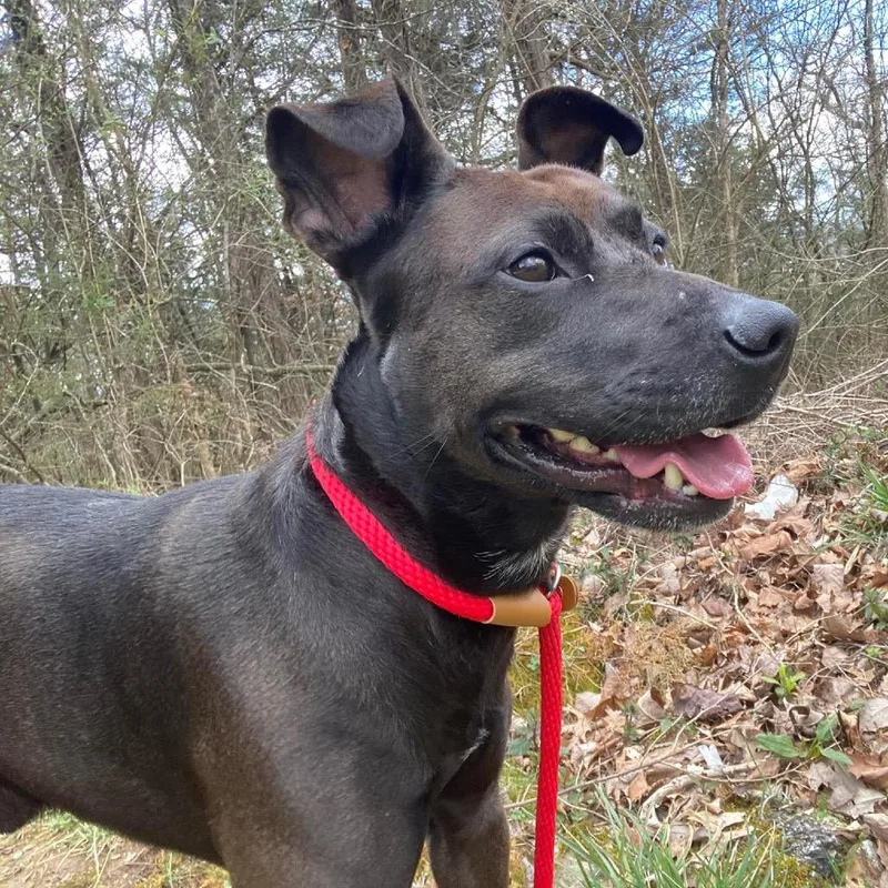 An adult medium-sized male Black Pit Bull Terrier dog named Leo for adoption in Caryville, TN