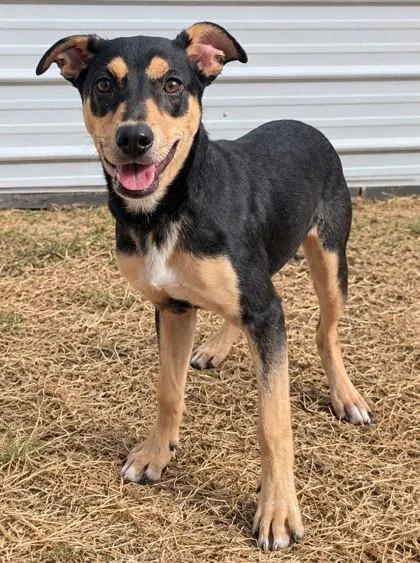 A young medium-sized male Bicolor Doberman Pinscher dog named Ronnie for adoption in Jackson, GA