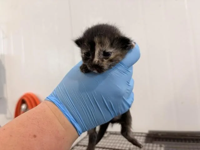 A baby small-sized female Domestic Long Hair cat named Julia for adoption in San Bernardino, CA