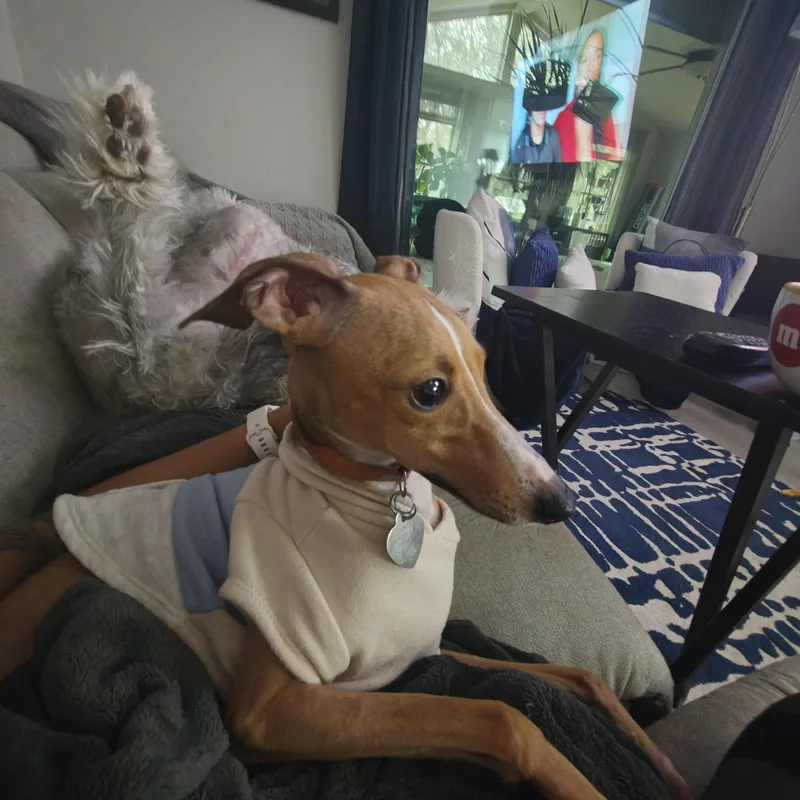 Salvatore  San Antonio