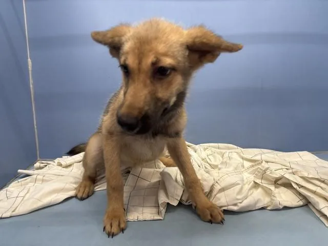 A young small-sized female German Shepherd Dog dog named Genie for adoption in San Bernardino, CA