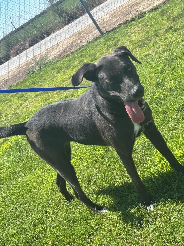 An adult large-sized female Pit Bull Terrier dog named Brooklynn for adoption in McFarland, CA