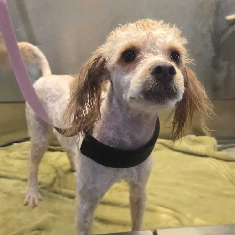 A baby small-sized male White / Cream Miniature Poodle dog named Rudy for adoption in Athens, AL