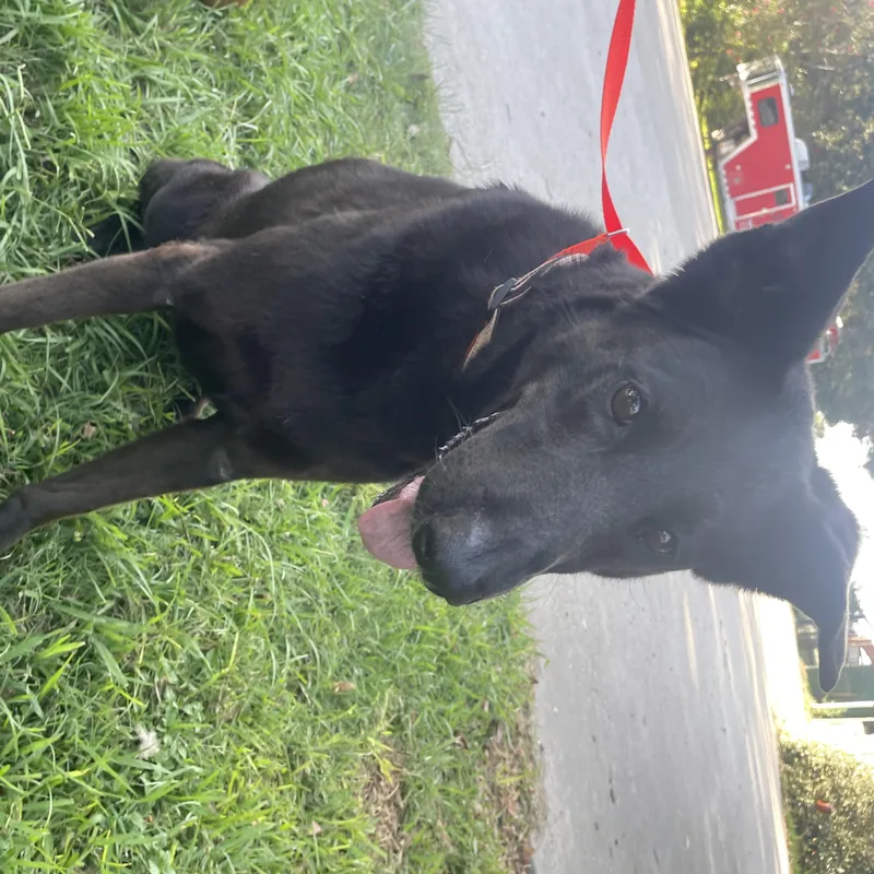 An adult large-sized female Black German Shepherd Dog dog named Daisy for adoption in Winnie, TX