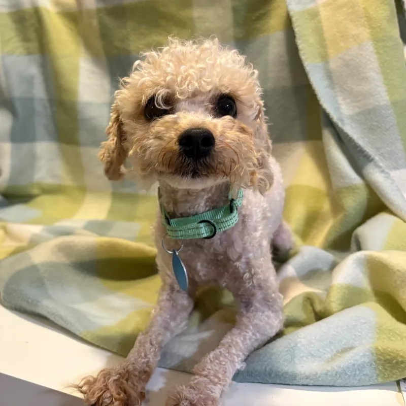 An adult small-sized male White / Cream Mixed Breed dog named Oshman for adoption in Fredericksburg, VA