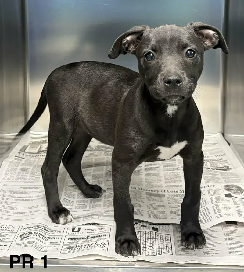 A baby medium-sized female Black Pit Bull Terrier dog named Black Diamond for adoption in Newport, TN
