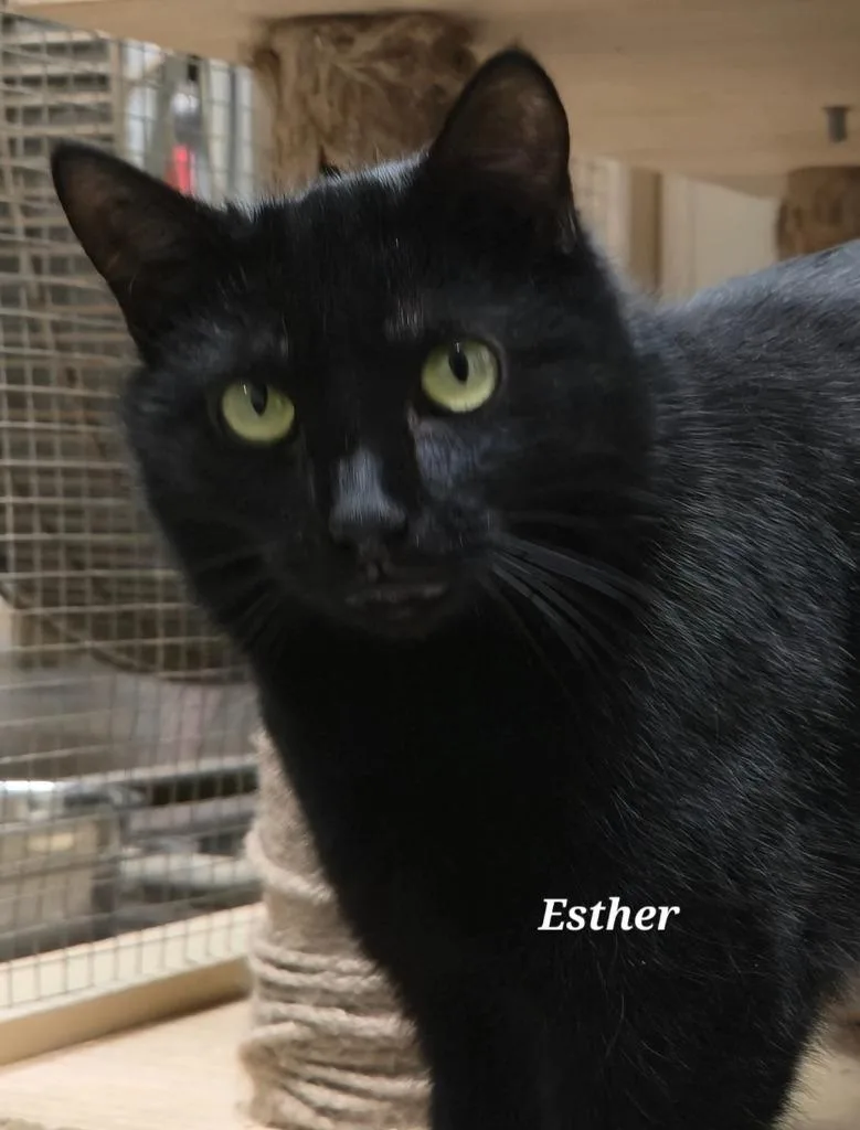 Esther thumbnail 2