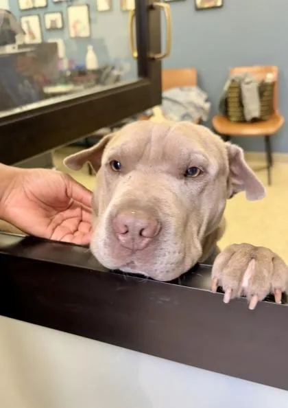 An adult medium-sized male Shar-Pei dog named Otis for adoption in Washington, DC