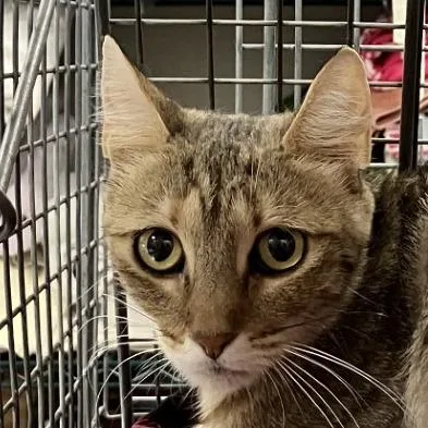 An adult medium-sized female Brown / Chocolate Domestic Short Hair cat named Georgia for adoption in Las Cruces, NM