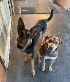 A young medium-sized female German Shepherd Dog dog named Katniss Sweet Girl for adoption in San Marcos, CA