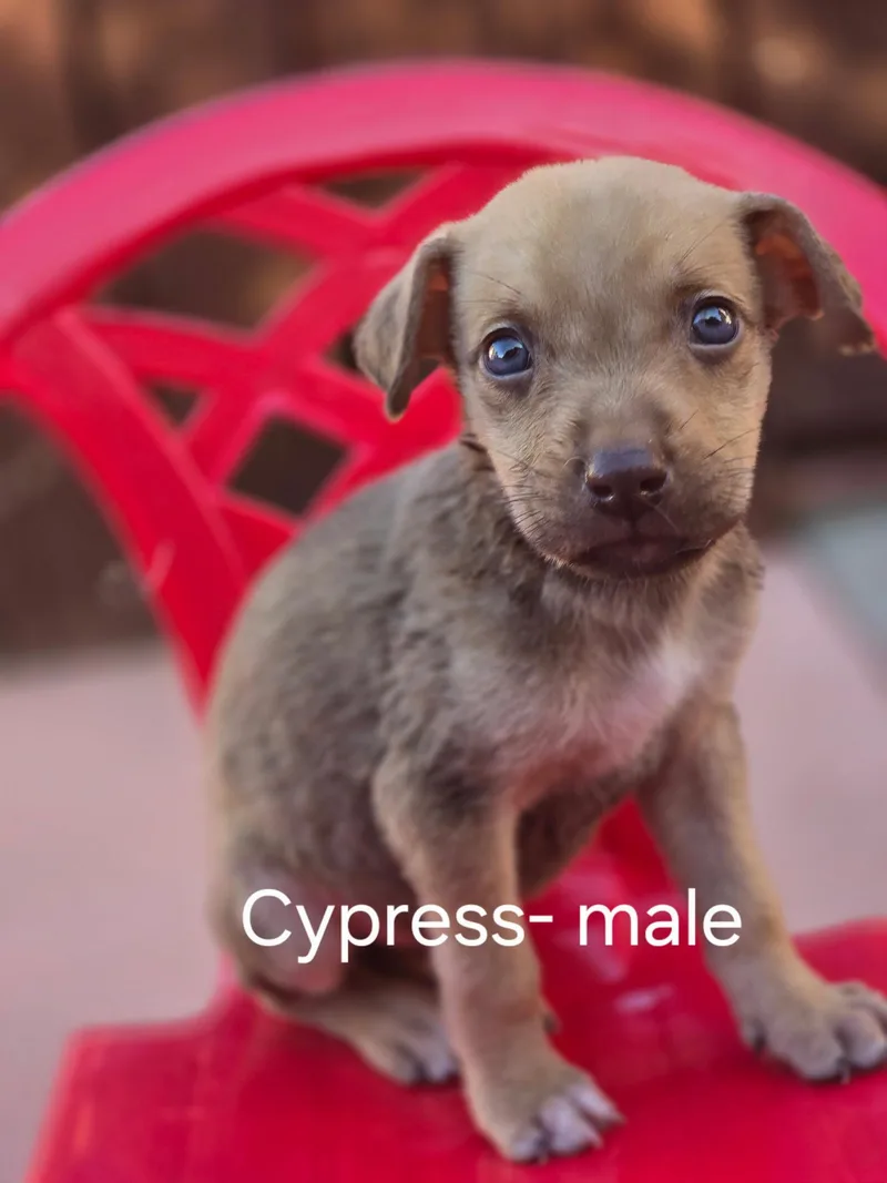 Cypress thumbnail 3