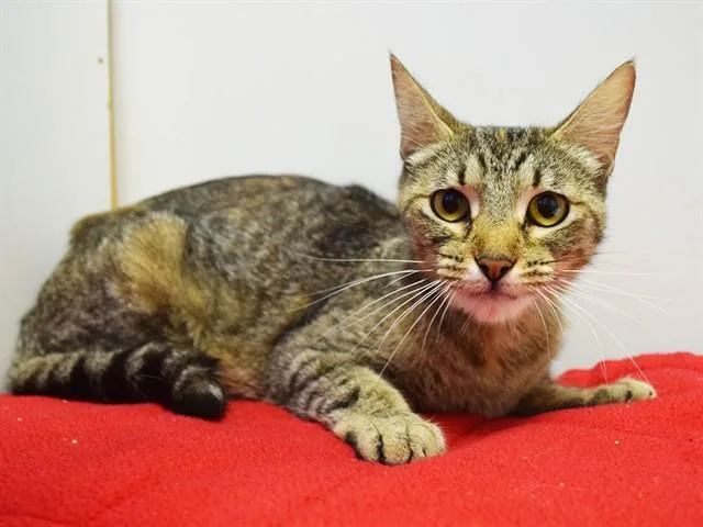 A young medium-sized female Domestic Short Hair cat named Sweet Serena for adoption in Sacramento, CA