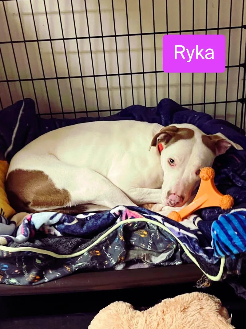 Ryka thumbnail 2