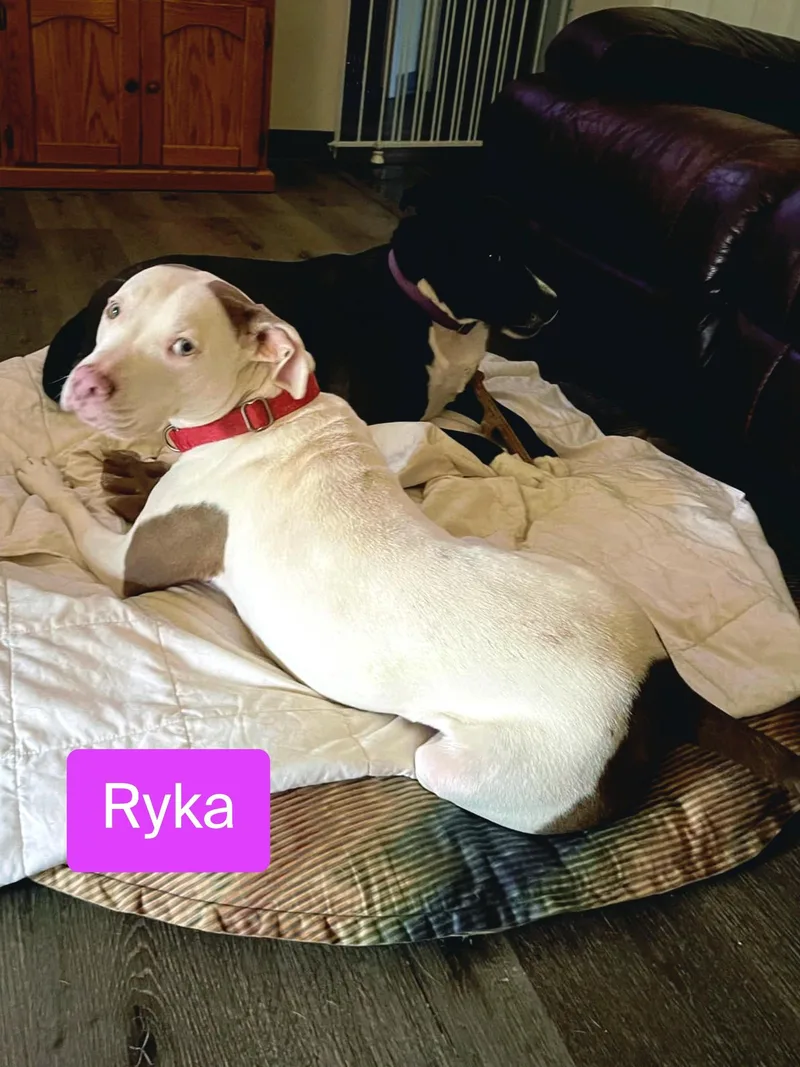 Ryka thumbnail 4