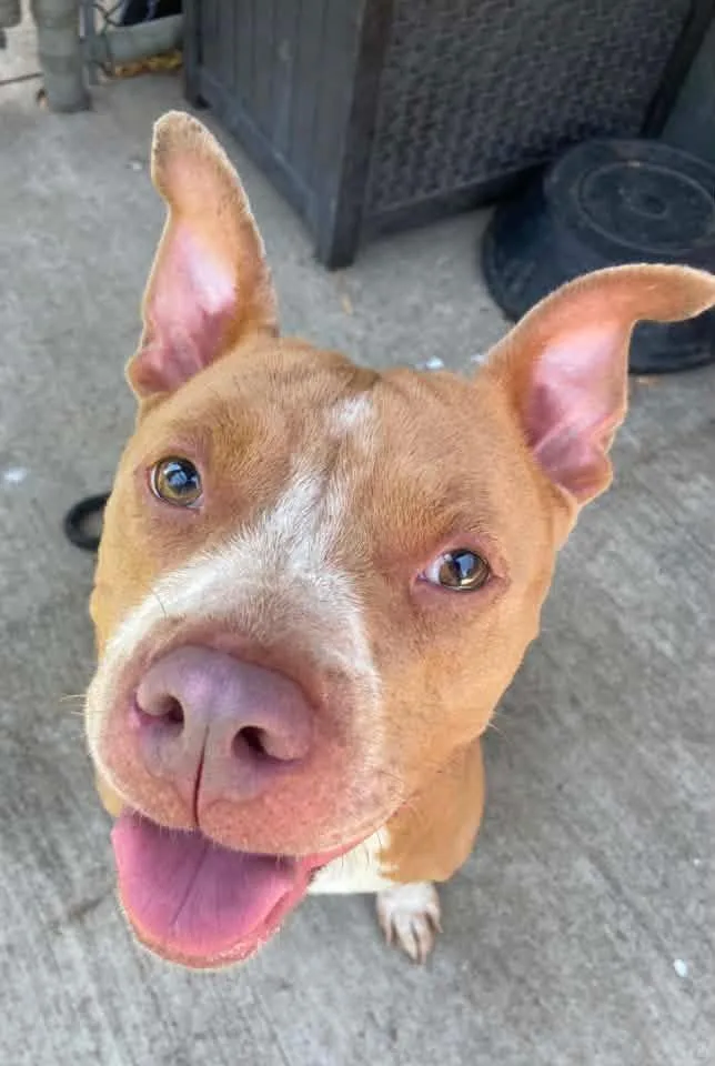 An adult medium-sized female Brown / Chocolate Pit Bull Terrier dog named Blini for adoption in Chicago, IL