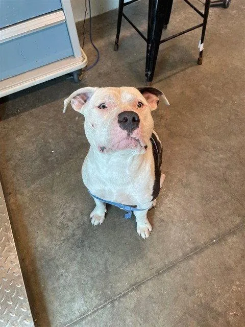 An adult large-sized male Pit Bull Terrier dog named Carter for adoption in Tavares, FL