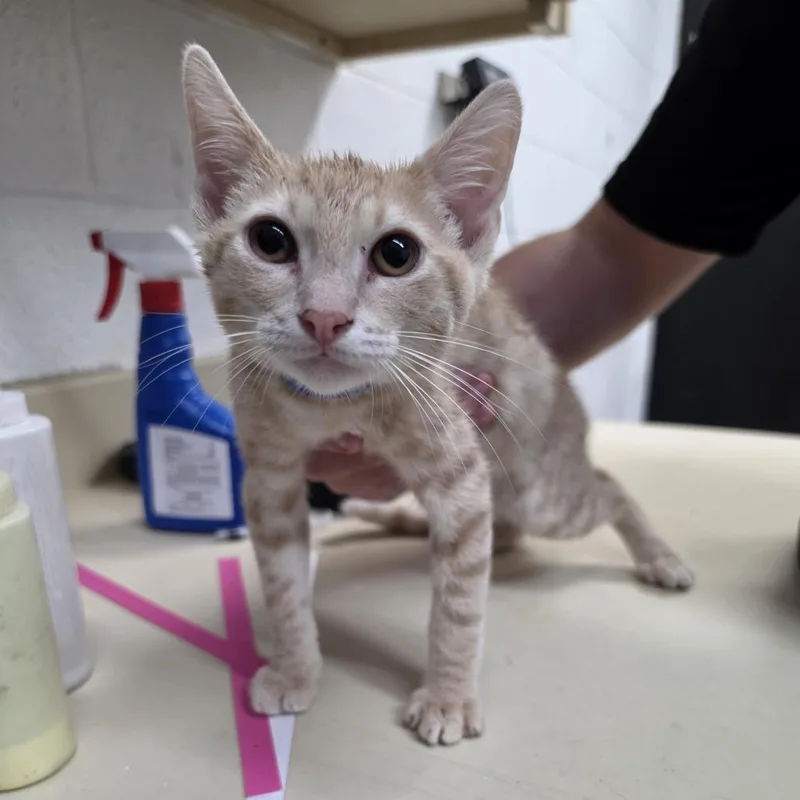 A baby small-sized male Buff / Tan / Fawn Domestic Short Hair cat named Catzilla for adoption in Ardmore, OK