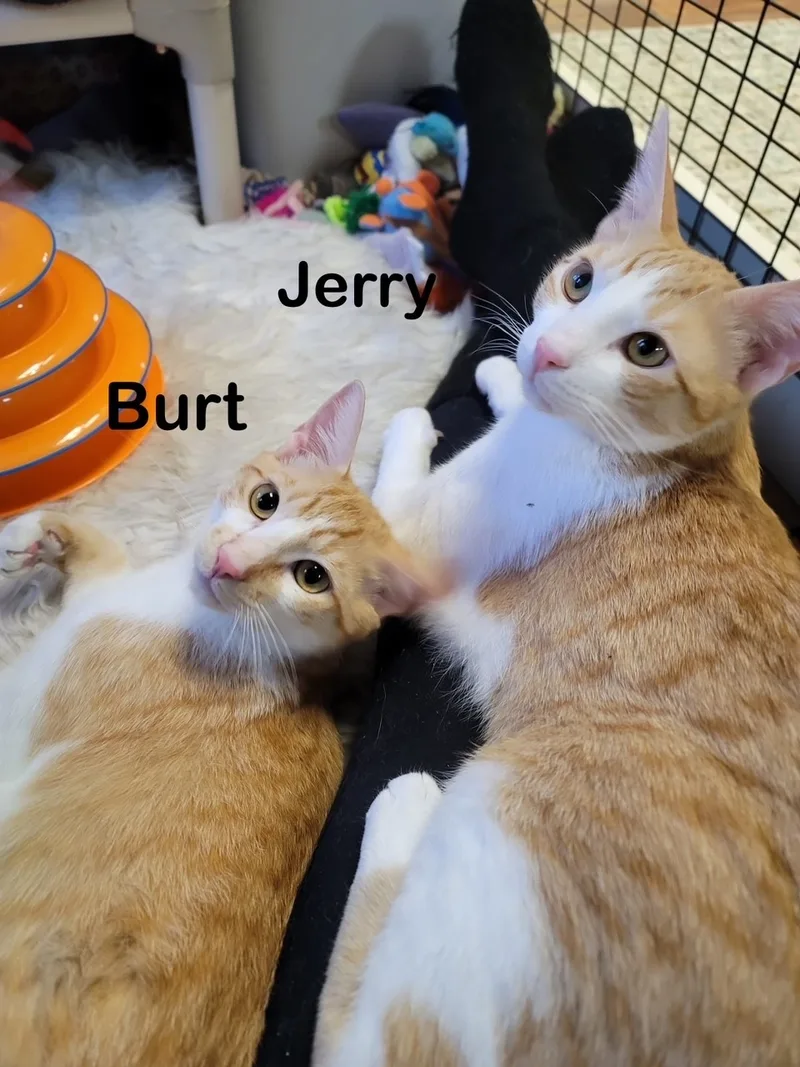 Burt  Jerry  thumbnail 4